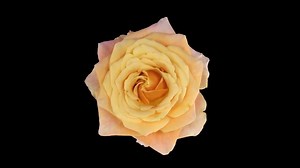 Time Lapse of Opening Flowers Multiple