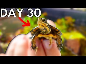 *AMAZING* DIY Spotted Turtle Ecosystem