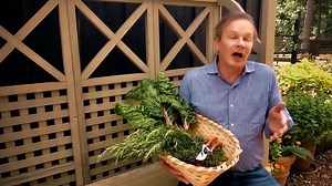 Cabbage is a very hearty vegetable. It’s easy to grow and very cold tolerant. In addition to these merits, its leafy, robust figure is also attractive in the garden. For best results plant small transplants about 15 to 18 inches apart. You can plant cabbage in the very early spring (about 4 weeks before the last frost) because they are frost tolerant or grow them in fall (plant 6 to 8 weeks before the first frost). They actually taste better after a frost. To see more of this week's YouTube vide