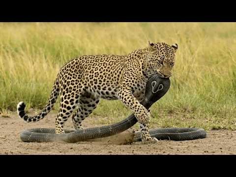 Leopard vs Black Cobra – One Lightning Move Ends the Fight! 😱🐆🐍