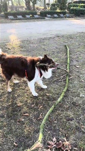 Ein Australian Shepherd in Action!