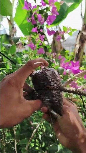 Easy Air Layering Method 🌿🔥