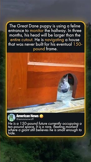 LIMITS OF THE CAT DOOR