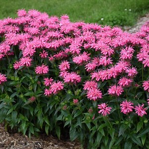 Bee Balm ‘pink Chenille’ Bright Pink Flowers Cover Fragrant Minty Foliage- Monarda Perennial Plant-attracts Pollinators-deer & Rabbit Proof - Etsy