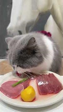 Adorable Pet Debut Recording Cat's Daily Life The Mysteriousness of Cats Cats Immersed in Eating