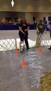 More barn hunt demo | Association for Professional Dog Training International