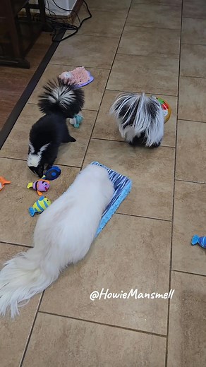 Busy morning with puzzles and foraging mats #skunk #skunksquad #holidayseason #puzzles #foraging #braingames #shenanigans | Mr. Howie Mansmell