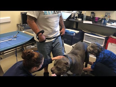 SHADOW GETS SEMEN ANALYSIS; FROZEN SEMEN COLLECTION & STORAGE; MANMADE KENNELS; XXL PITBULL DOG