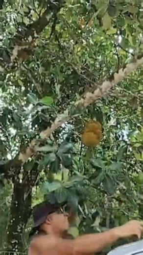 como se tira uma jaca