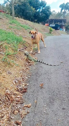 #hechoenpuertorico #dog #farmlife #boricua #runaway #perro #casador #puertorico