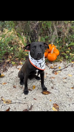 Pallas is yet another puppy who has grown up in our shelter. He’s been with us 162 very long days, and is becoming kennel stressed…💔😢 Pallas has really had no chance to experience all the wonderful puppyhood joys every puppy deserves — play time, snuggle time, more snuggle time. He’s already learning to walk nicely on leash and sits automatically for treats. Pallas is very, very loving and will be a loyal, faithful companion. He’s done well with all of his many kennel mates and does well in pl