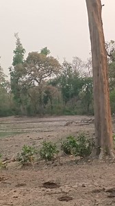 1.9K views · 22 reactions | Spotted Deer | Jim Corbett Wildlife & Nature View | Facebook