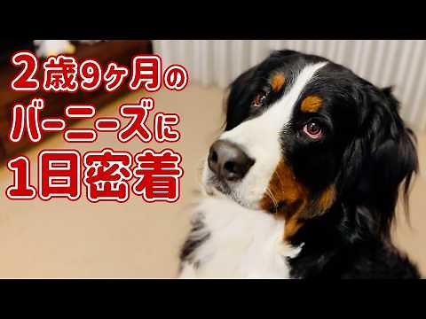 2歳9ヶ月のバーニーズマウンテンドッグに密着しました