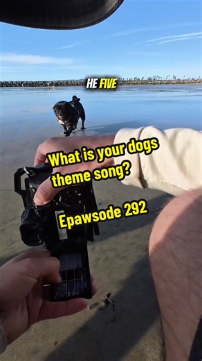 Cody the Beach Dog: What's His Theme Song?