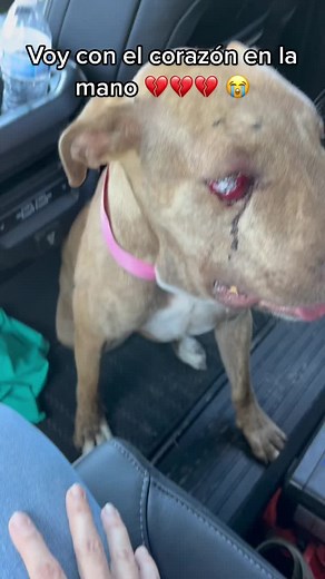 Cómo curar a un perro mordido por una serpiente: Guera la víctima 💔😭