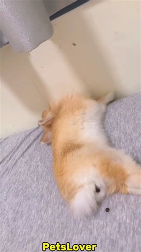 Pooping Machine #rabbit #bunny #pets #petcare #petvideos #cuteanimal #animal #shorts