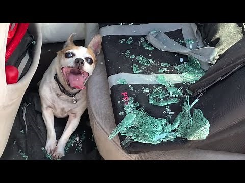 Dog rescued from hot car in Lakeside