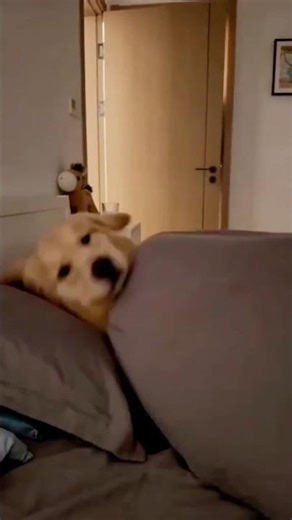 Dog Caught Secretly Using Phone – “I Was Just Sleeping!” 🐶😂