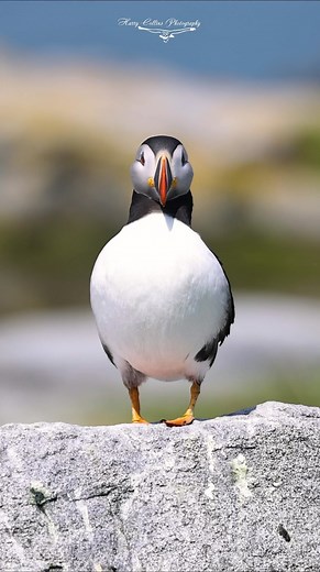 Atlantic puffin stretches it’s wings #cuteanimals #wildlifephotography | Harry Collins Photography