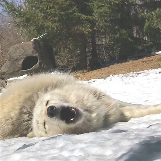 The best howls are lazy 🤣 | Wolf Conservation Center