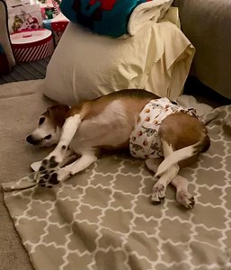 Sebastian Cabot it's a Family Affair on Reels | Facebook