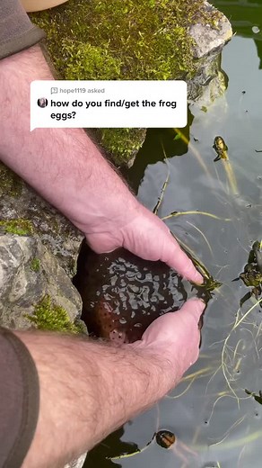 Attracting Frogs to Your Garden - Tips and Tricks