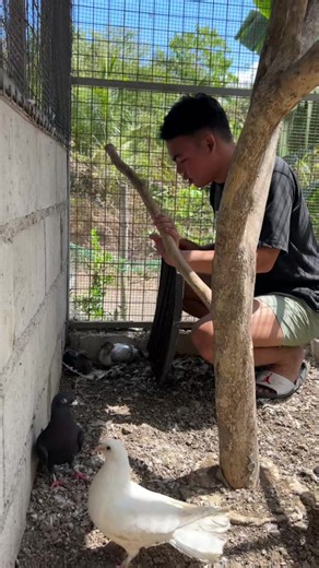 Eto na yung anak ng kalapati ko #aronvlogs #farm #kalapati #pegion