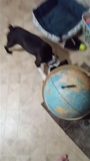 first time my dog seen a globe