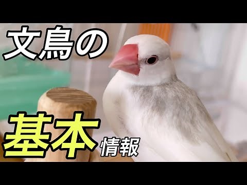文鳥の基本情報 [生態、性格、特徴]