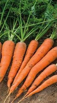 3 BEST TIPS to successfully grow carrots!🥕 #gardening #carrots #gardeninghacks #ruralking