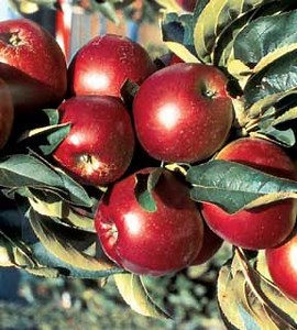 Stark® Ultra Spire® Apple Tree from Stark Bro’s