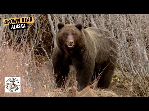 Four Epic Hunts for Giant Brown Bear in Alaska!