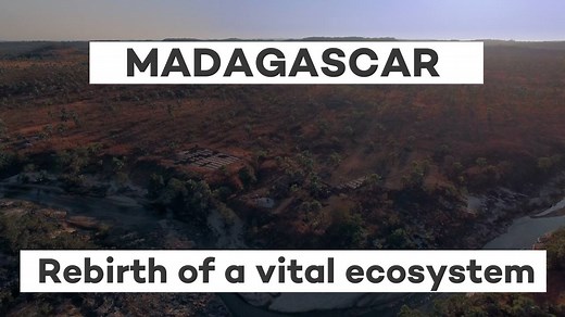 Madagascar is a treasure of biodiversity under threat by deforestation. Thanks to our partners Eden Reforestation Projects and your searches, together we are reviving this vital ecosystem. | Ecosia
