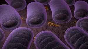 The structure of generic rod shaped bacteria.