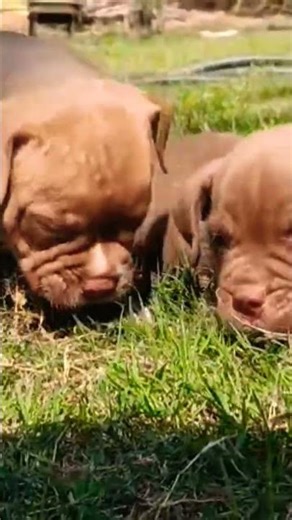 8810623046 American Bully Puppy Strong Head & Compact Body Vaccinated #pets #puppylife #bestpuppy