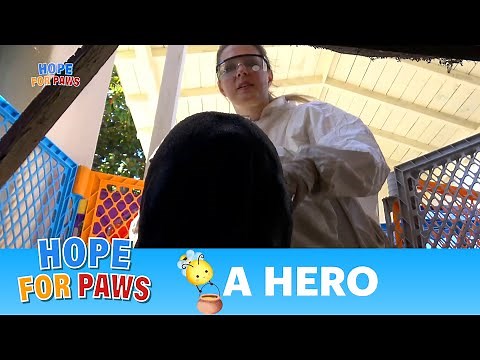 Join the Hope For Paws team so we can save many more animals 💝 #rescue