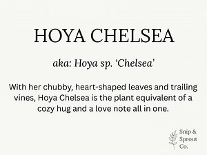 Hoya Chelsea Plant Care Guide: Printable Indoor Plant Card (digital Download) - Etsy
