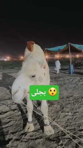 Cow mandi Karachi - Season 2026 - ijpoint #shorts #cowvideos #cow