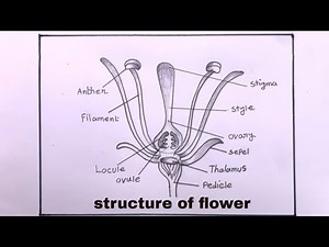 How To Draw Structure Of Flower Step By Step