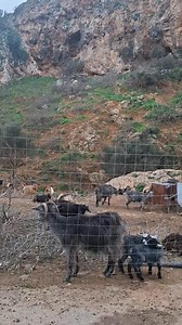 Kalimera from these cute goats!🥰 | Crete My Second Home