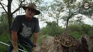 53 reactions · 20 shares | Sign up for a snake handling & snakebite first aid course. Our informative curriculum comprehensively covers snake awareness, identification, myths, first aid for snakebite, and safe handling techniques to remove and relocate venomous snakes. Early booking is essential! | African Snakebite Institute | Facebook