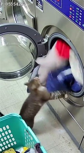 CATNADO! Cat Trapped in Washing Machine!
