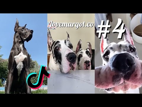 Great Dane Dogs are the Funniest Breed Funny Video Compilation #4
