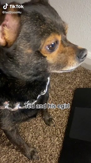 Ted the Dog and His E-Girl Moments