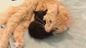 321K views · 682 reactions | Foster kitten getting a bath from surrogate dad. (courtesy: foster_kittens) | Love Meow | Facebook