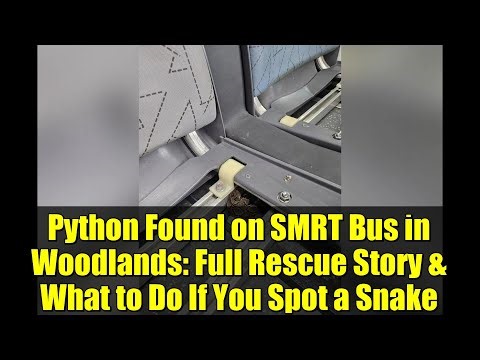 Python Found on SMRT Bus in Woodlands: Full Rescue Story & What to Do If You Spot a Snake