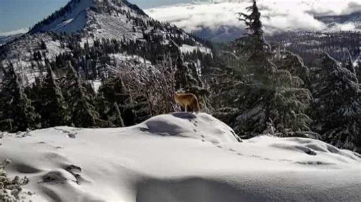 A rare sight: Endangered Sierra Nevada fox spotted in Lassen Volcanic National Park