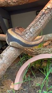 3K views · 29 reactions | You've seen a dog wag their tail or maybe...