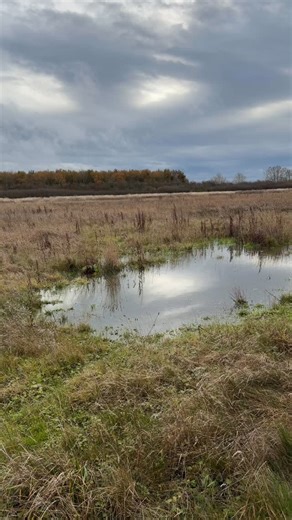 After such a dry summer the recent rains have re-wetted our wetlands and were already seeing good numbers of snipe in the damp, boggy areas 🙌 #wetland #snipe #wildwrendale #rewilding #awildingyear | Wild Wrendale
