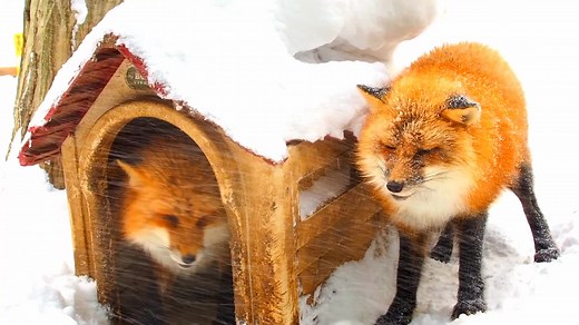 4.2K views · 22 reactions | fox, fox sounds at night, fox sounds, fox...